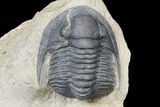Alien Dicranurus Trilobite With Cornuproetus - Atchana, Morocco #128956-8